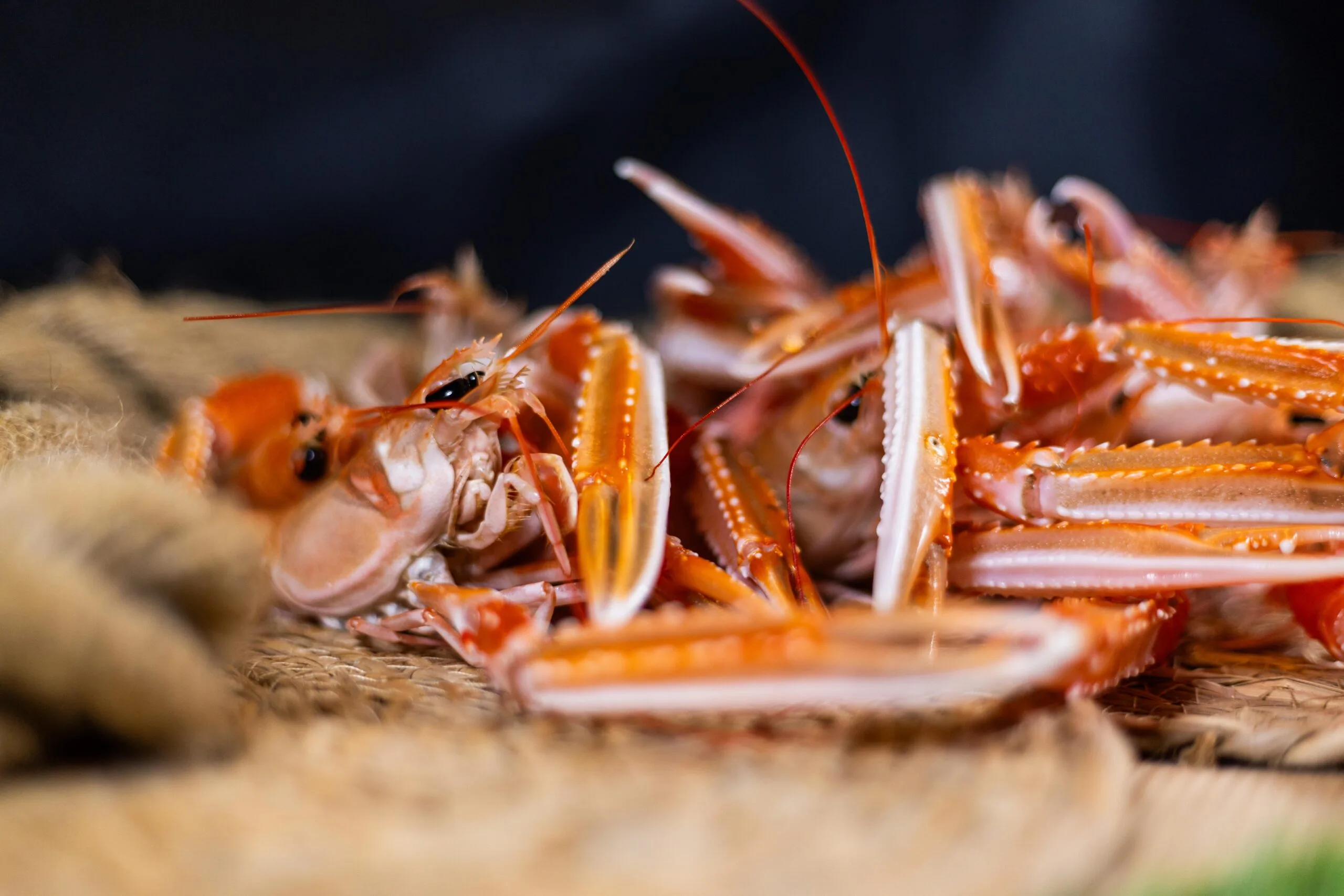 crevettes Plateau de crevettes